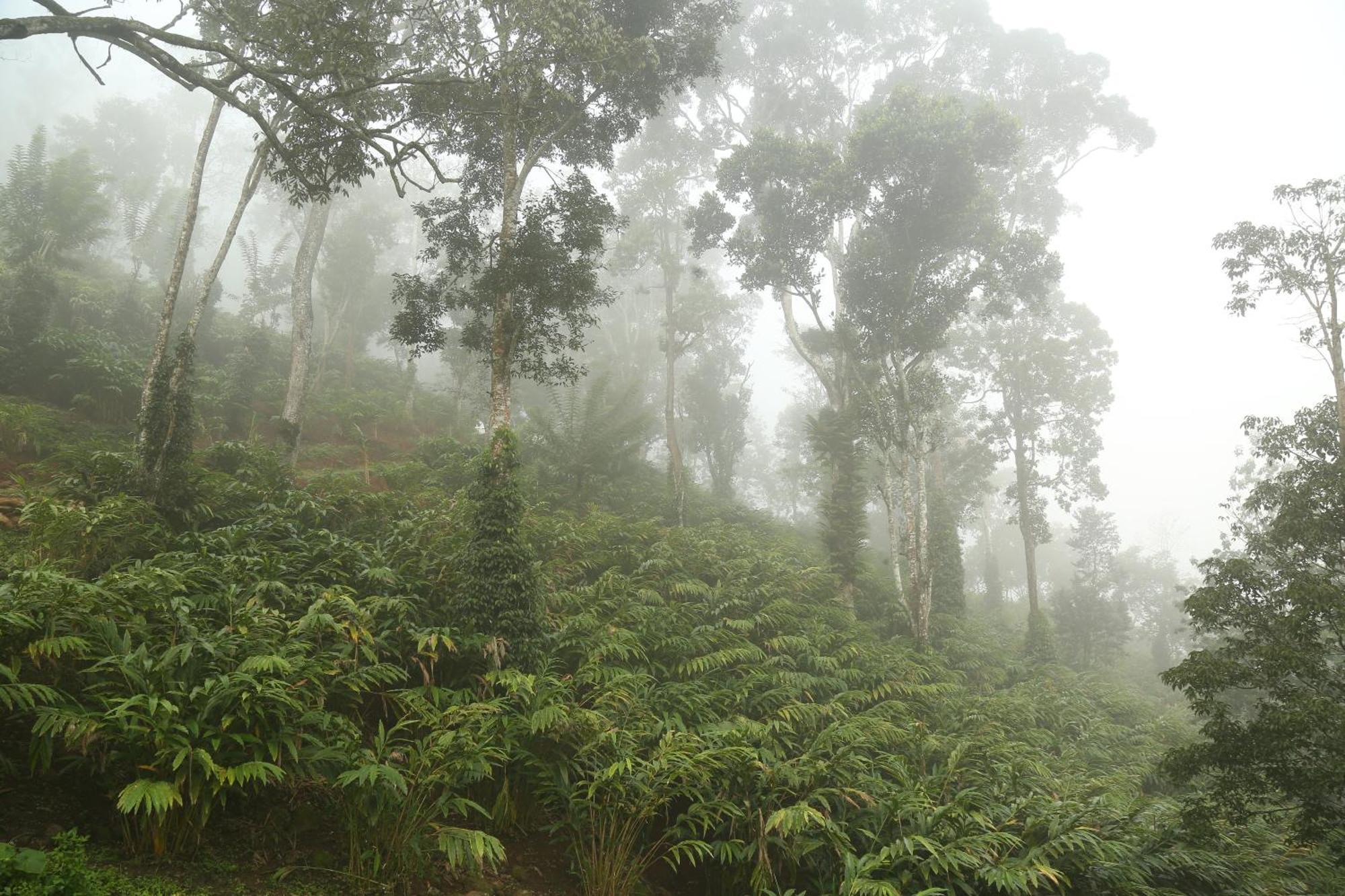 Spice Forest Plantation Homestay, Thekkady Vandiperiyār Exterior foto