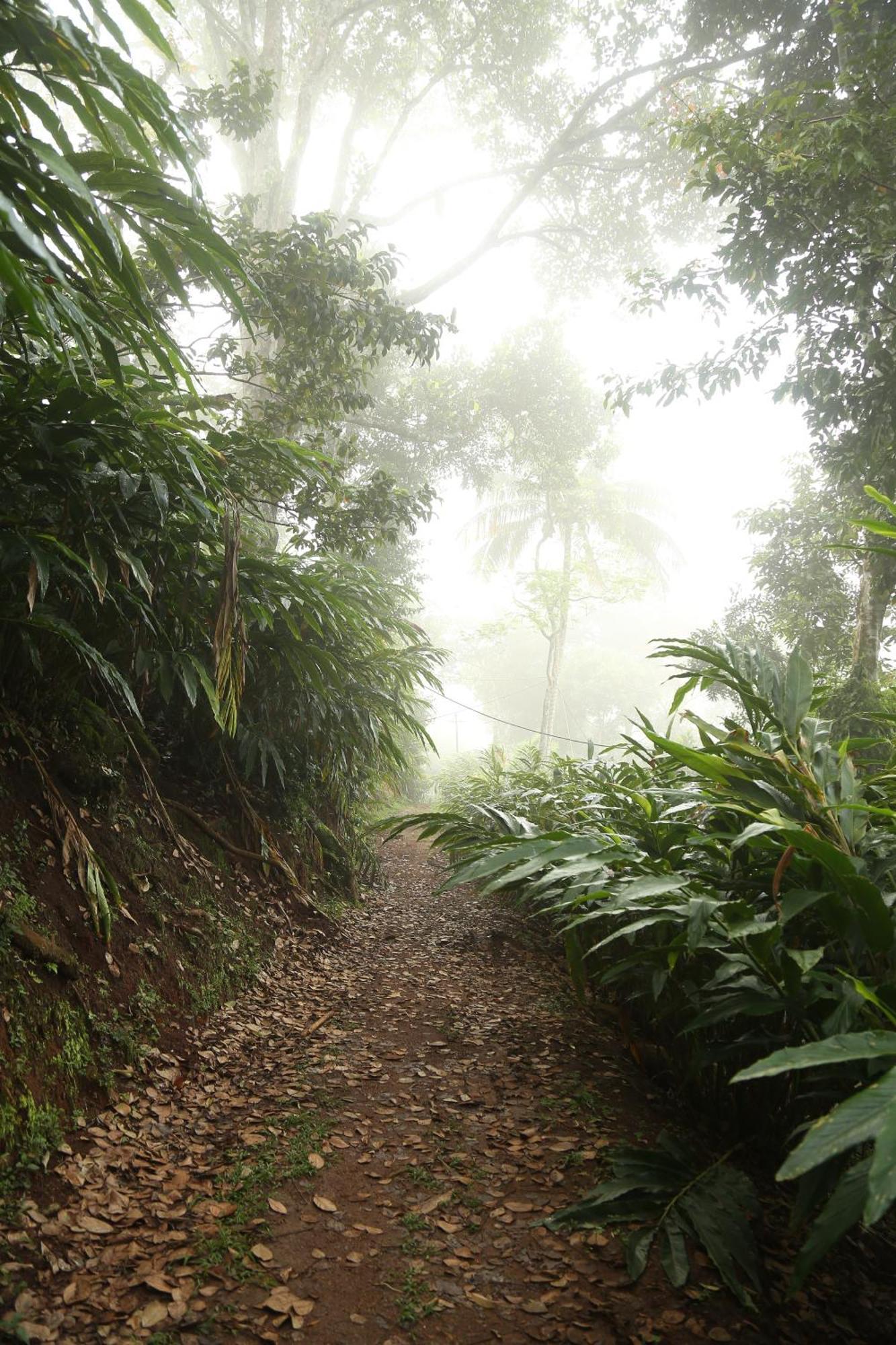 Spice Forest Plantation Homestay, Thekkady Vandiperiyār Exterior foto